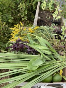 several plants, including goldenrod